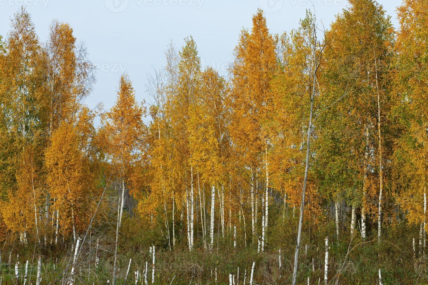 los abedules jóvenes hacen alarde en el bosque de otoño. foto