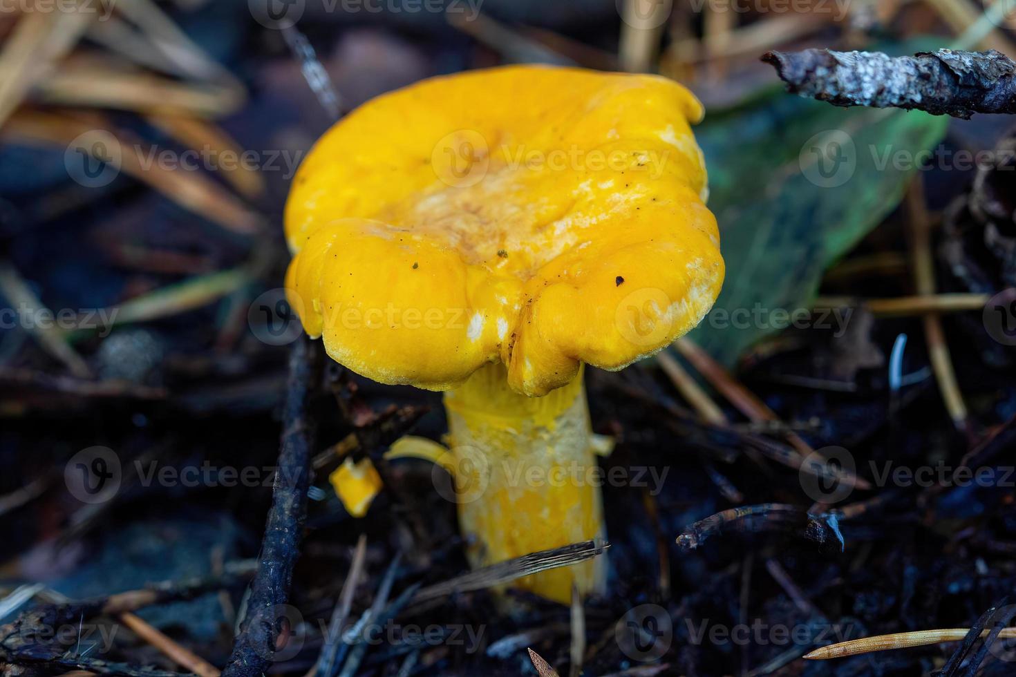 Mushroom Fox in the forest close-up photo