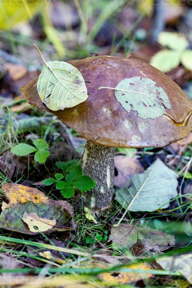 Boletus mushroom close-up in the spring forest photo