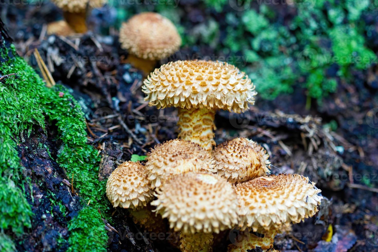 Unusual mushrooms in autumn in the forest photo
