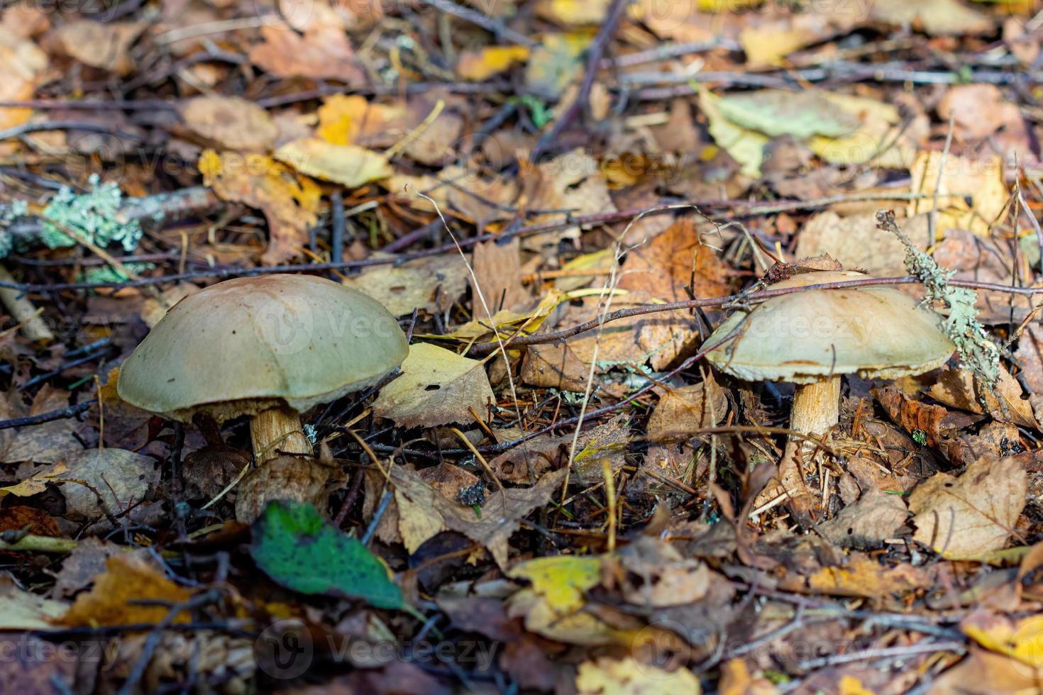 muchos hongos comestibles en el bosque salvaje. foto