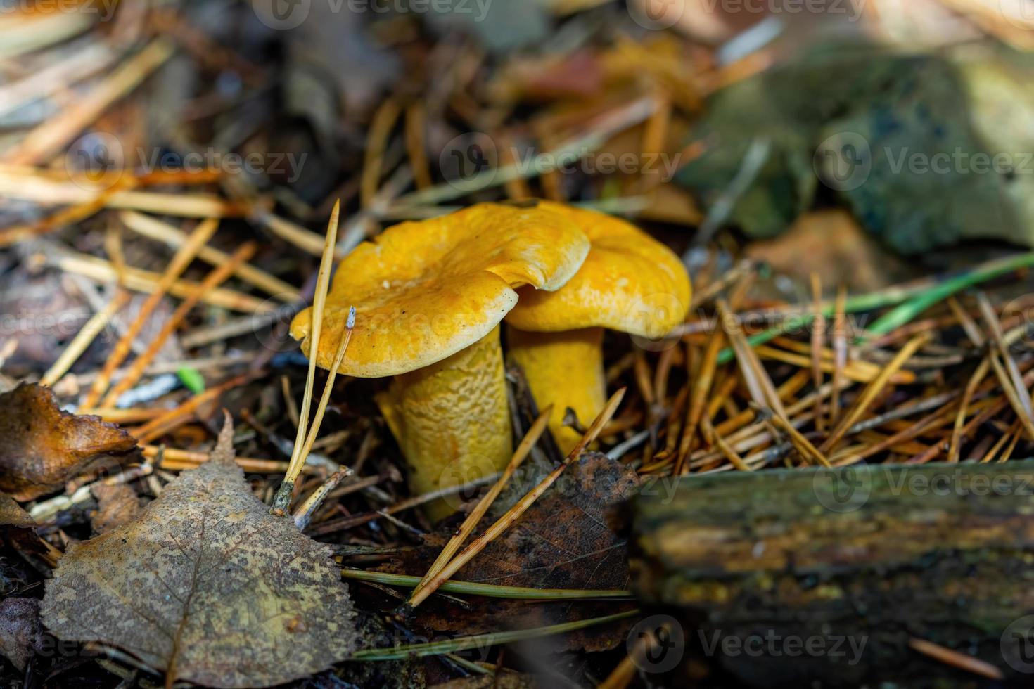 Mushrooms chanterelles in the woods a lot in the fall. photo