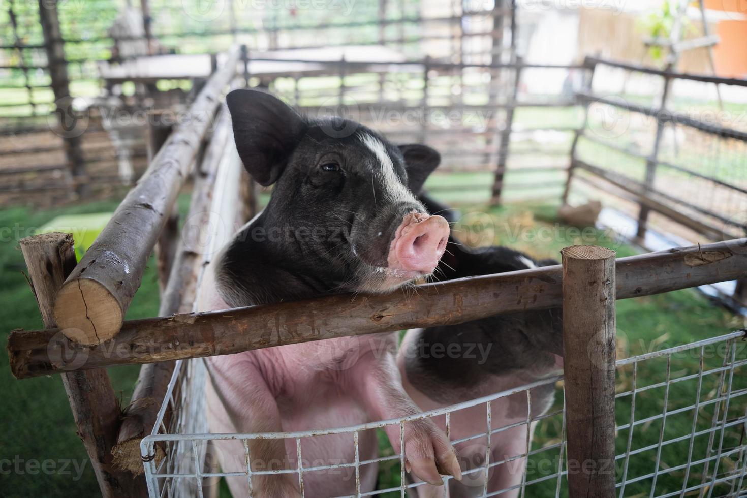 Close up small pig is in a wooden cage after feeding in the zoo. Animals pig concept. photo