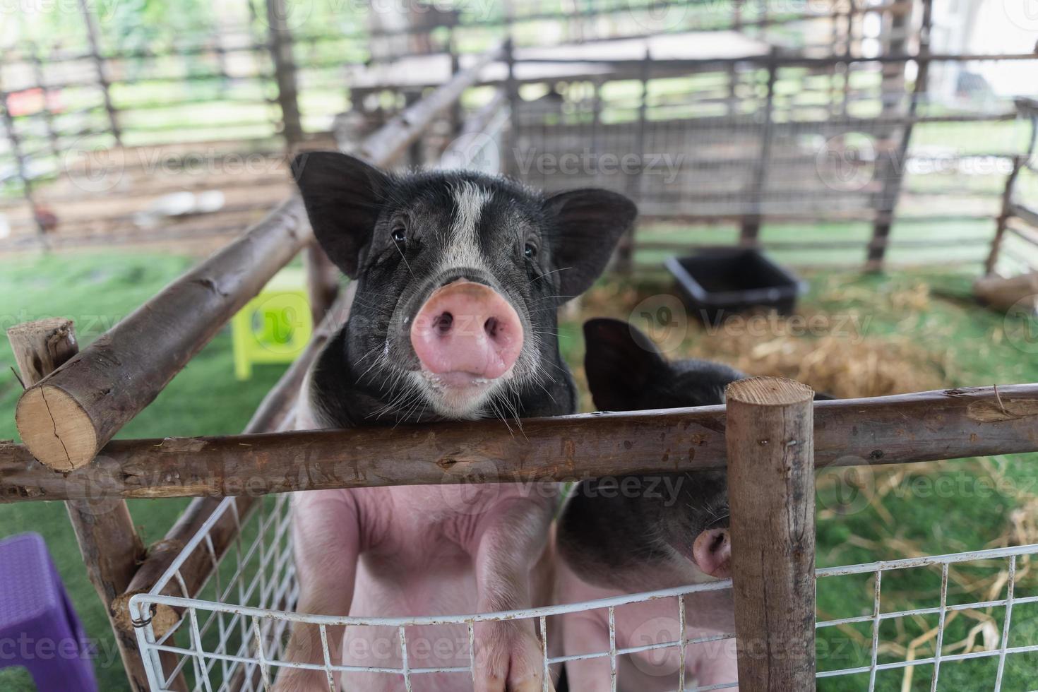 Close up small pig is in a wooden cage after feeding in the zoo. Animals pig concept. photo