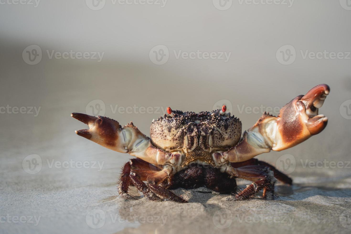 Crab walking on white sand beach walking into the sea, on the beach, at the sea, in the morning , the crab life lives on the sandy beach. photo