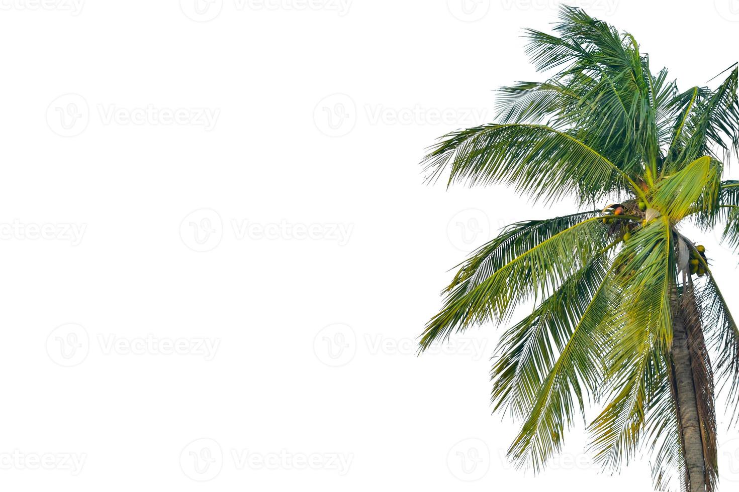 Coconut tree isolated on a white background photo