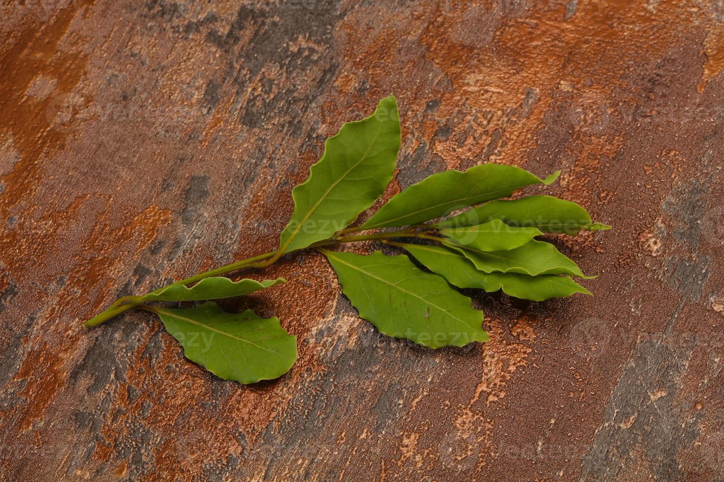 Green laurel leaves on the branch photo