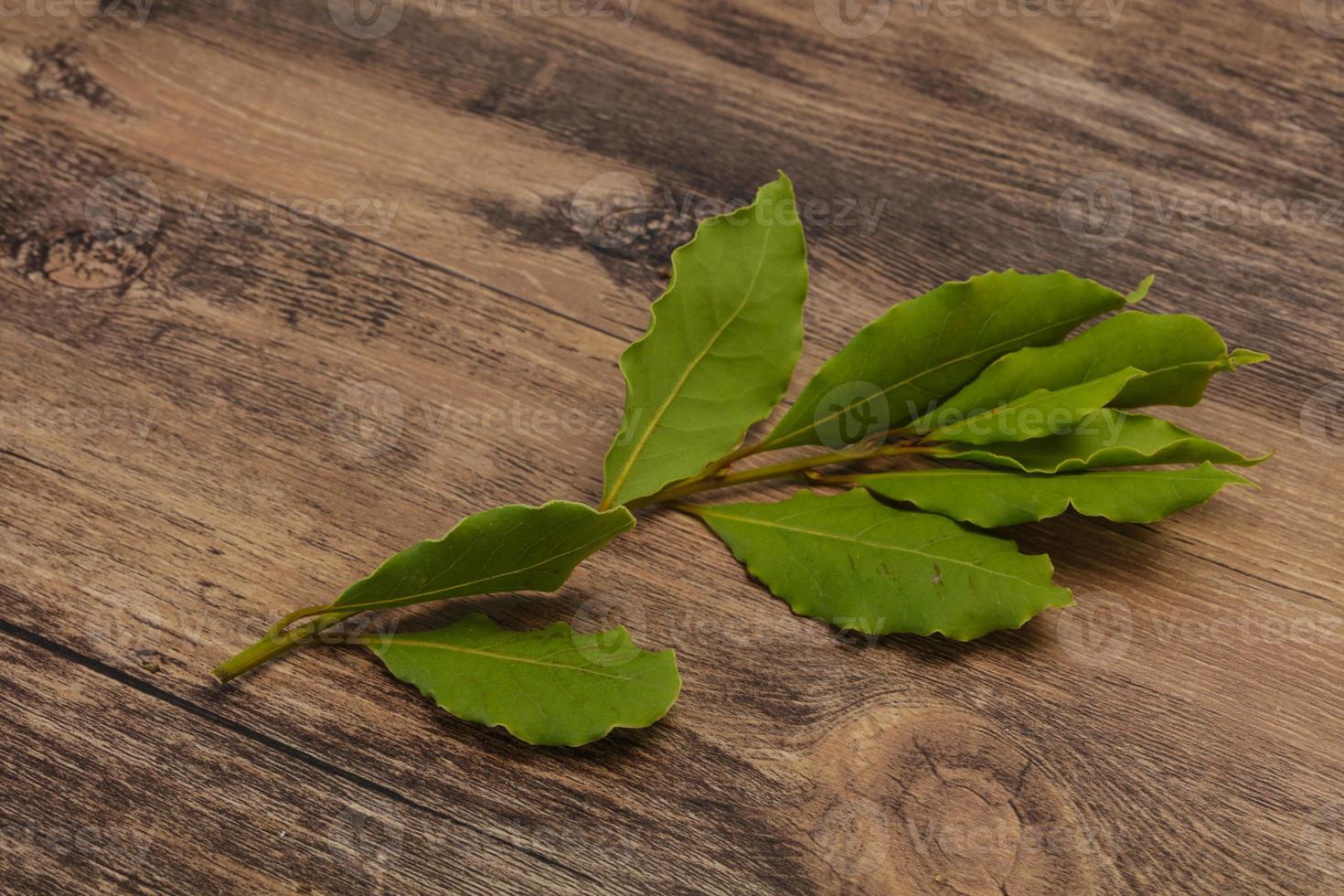 Green laurel leaves on the branch photo