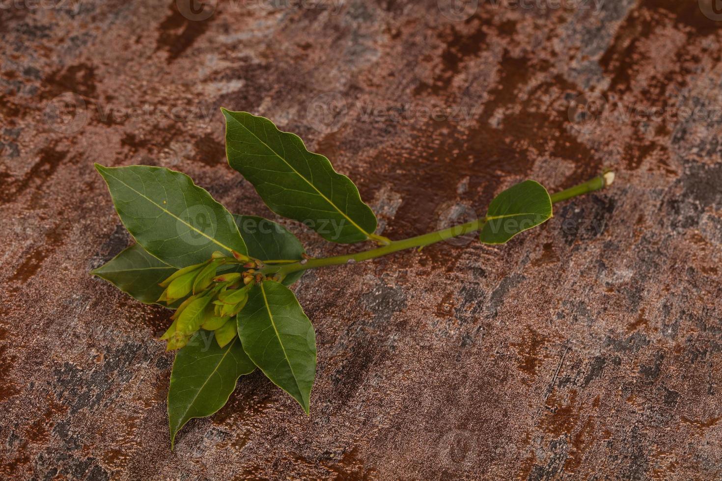 rama de laurel de aroma joven verde foto