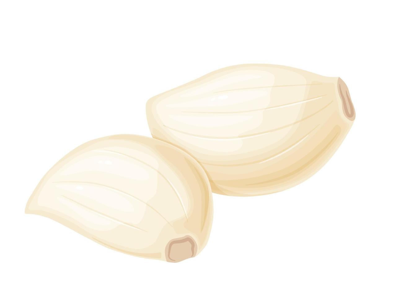 Garlic cloves in cartoon style. Vegetable from the garden. Organic food. vector