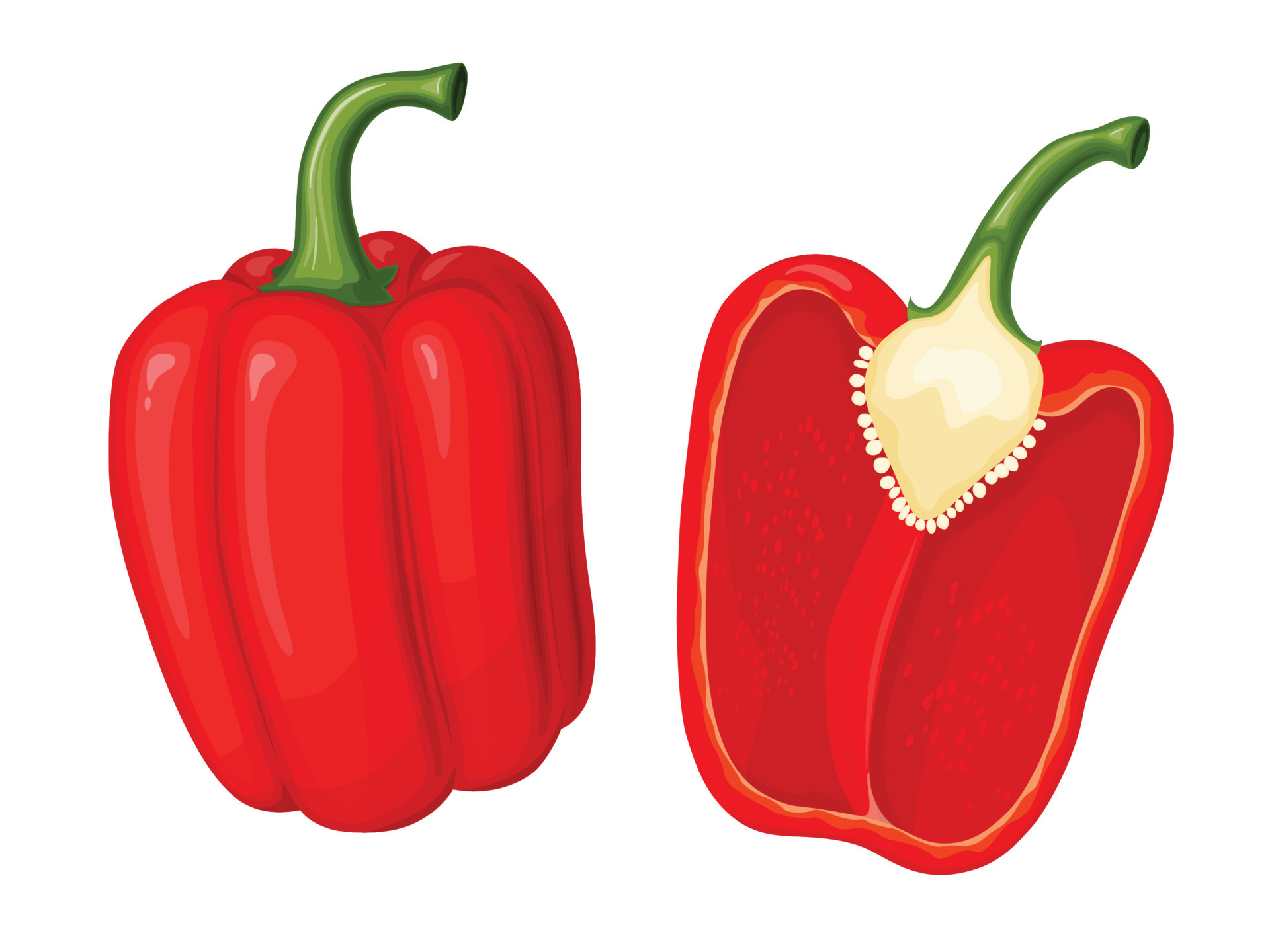 Sweet red bell pepper. Illustration of vegetable in cartoon simple flat