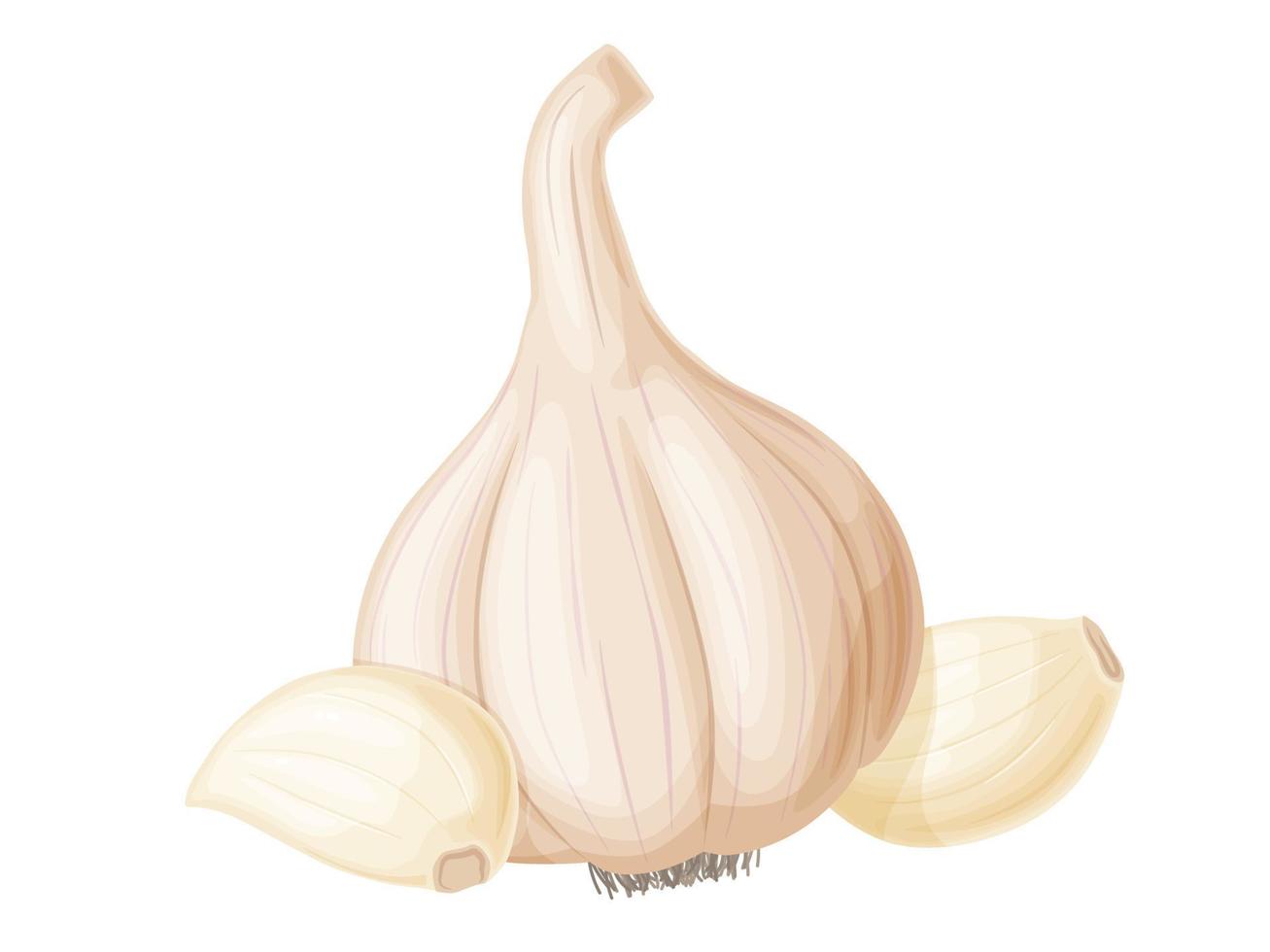 Garlic in cartoon style. Vegetable from the garden. Organic food. vector