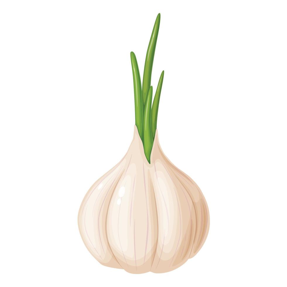 Garlic in cartoon style. Vegetable from the garden. Organic food. vector