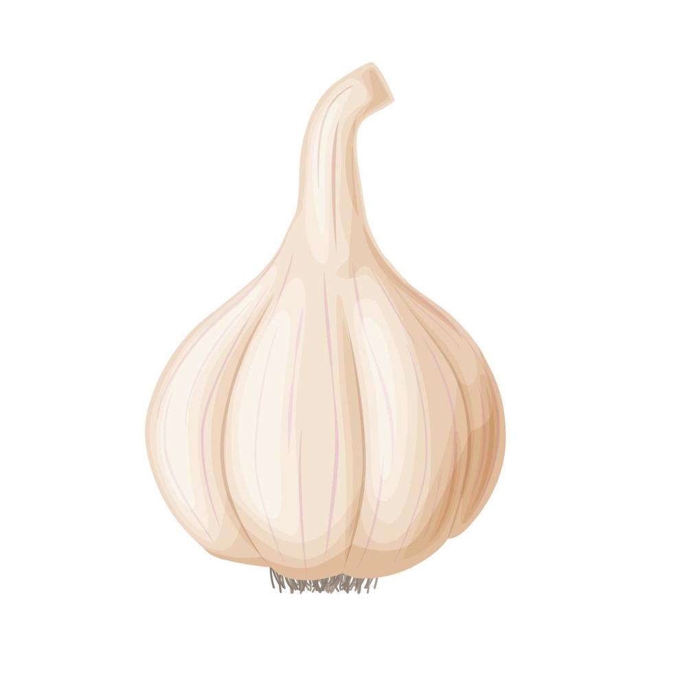 Garlic in cartoon style. Vegetable from the garden. Organic food. vector