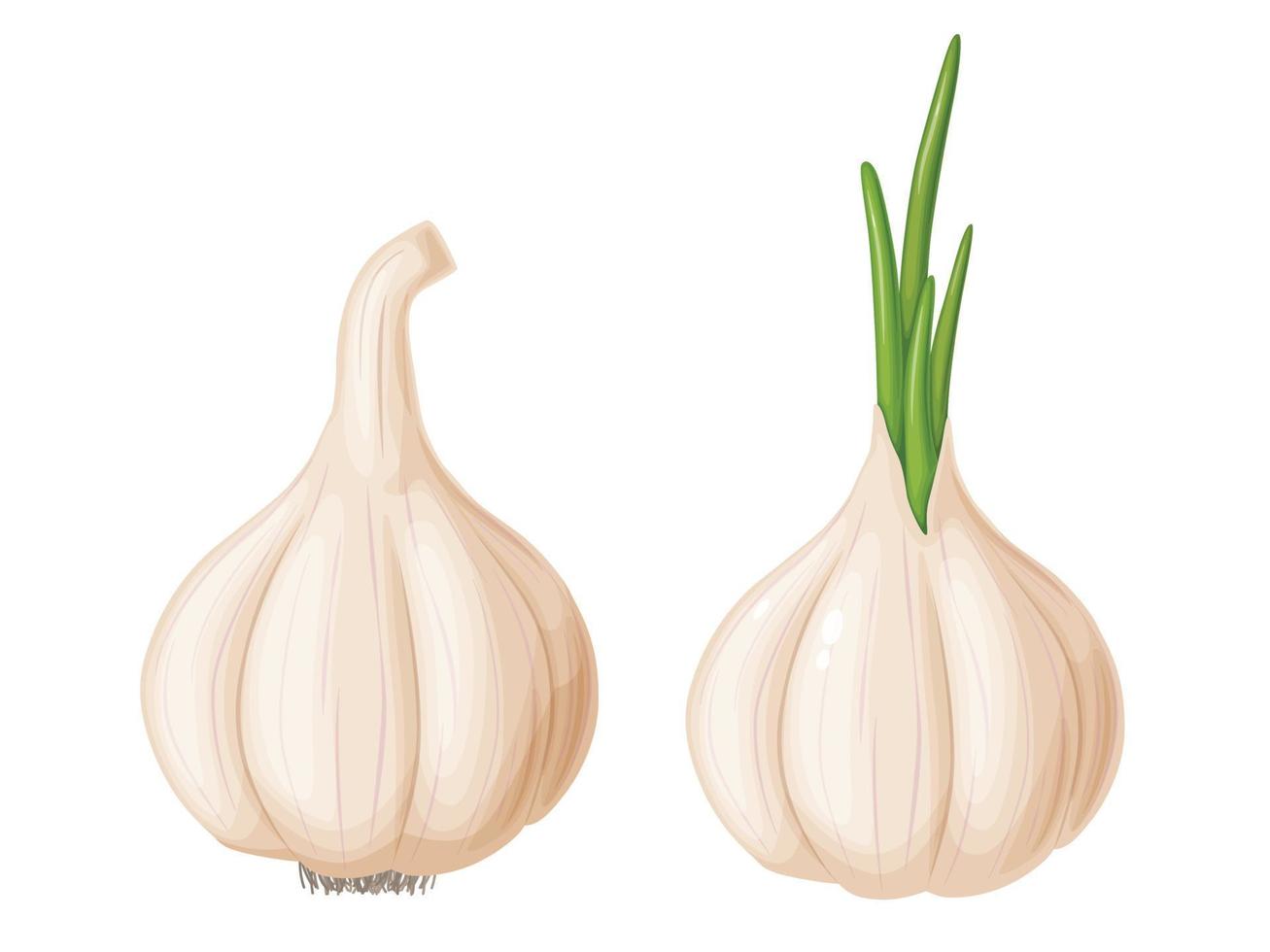 ajo en estilo de dibujos animados. verdura de la huerta. alimentos orgánicos. vector