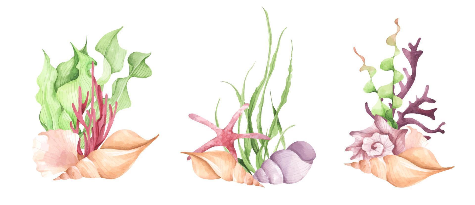 Watercolor composition with seaweed, corals and shells. vector