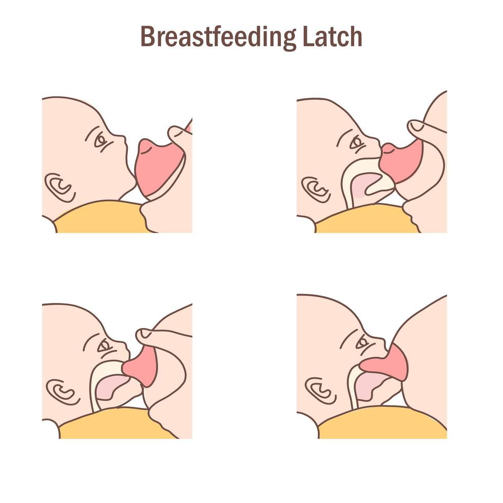 The process of perfect baby breastfeeding latch vector