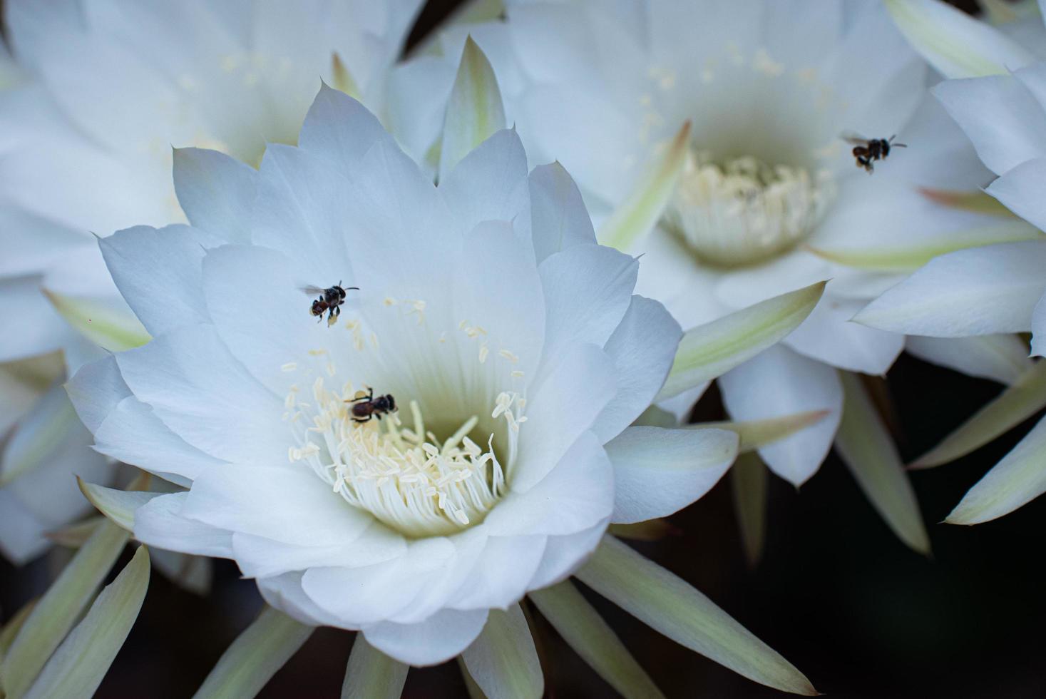 Close-up of white flowers from Ichinovsis cactus. There is a light yellow stamen in the middle. photo