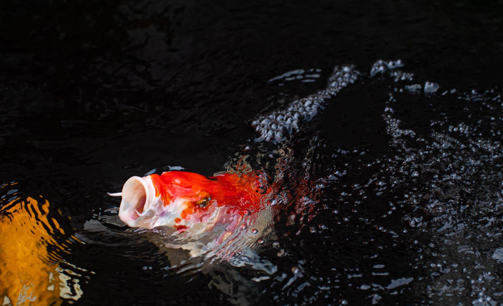 A koi fish or fancy craft jumps out of the water. Focus on the mouth is open to prepare to eat. photo