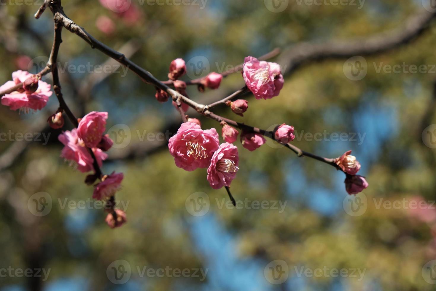 Pink plum blossom on a branch with blur background of green leave. The national flower of the Republic of China photo