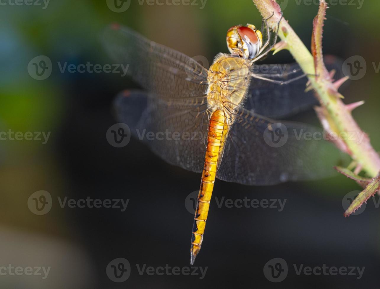 vista lateral belleza macro cuerpo de libélula naranja sosteniendo una rama de rosa. cabeza de círculo de insectos de vida silvestre animal en el jardín foto