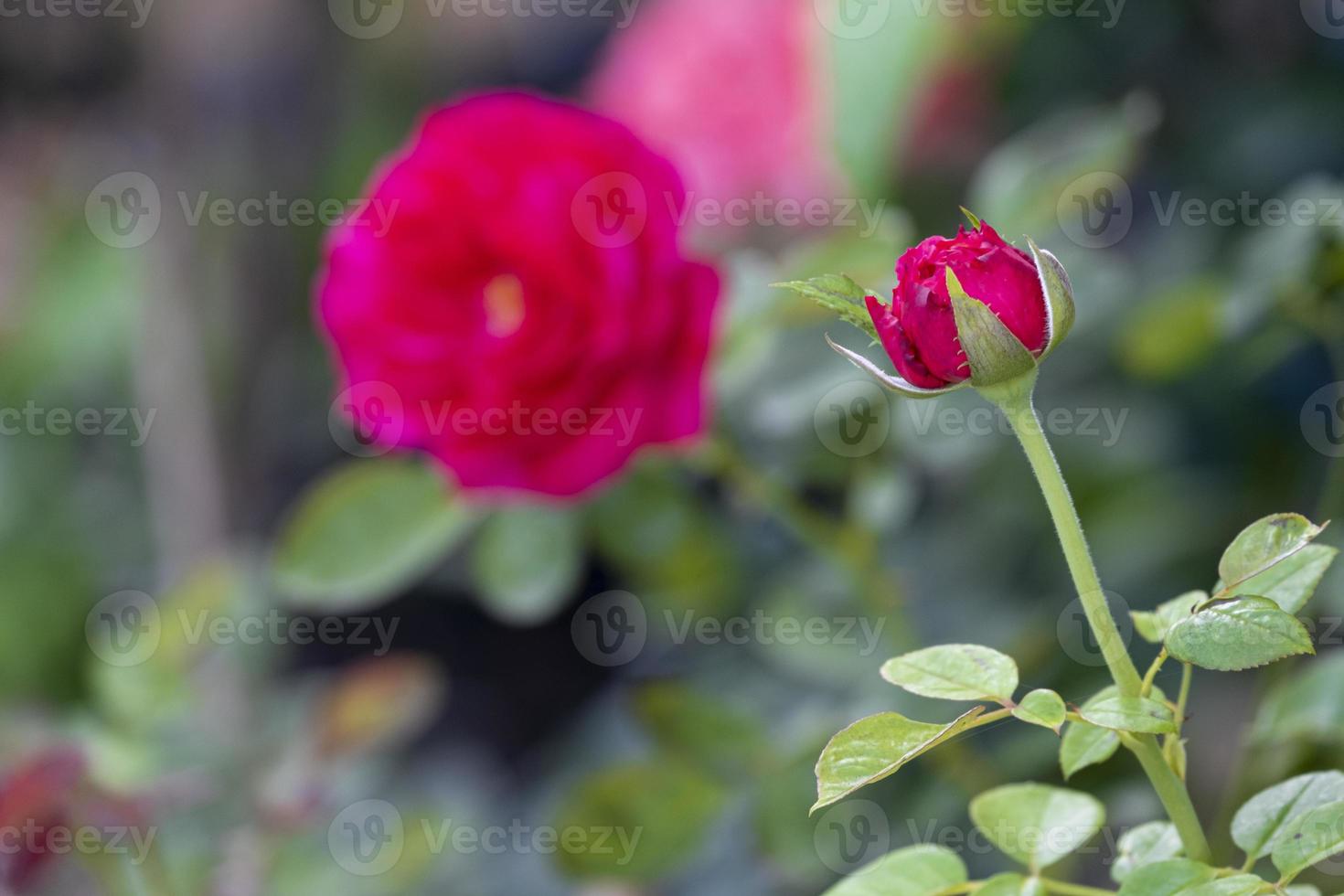 beauty soft bud and bloom red rose multi petals abstract shape with green leaves in botany garden. symbol of love in valentine day. soft fragrant aroma flora. photo