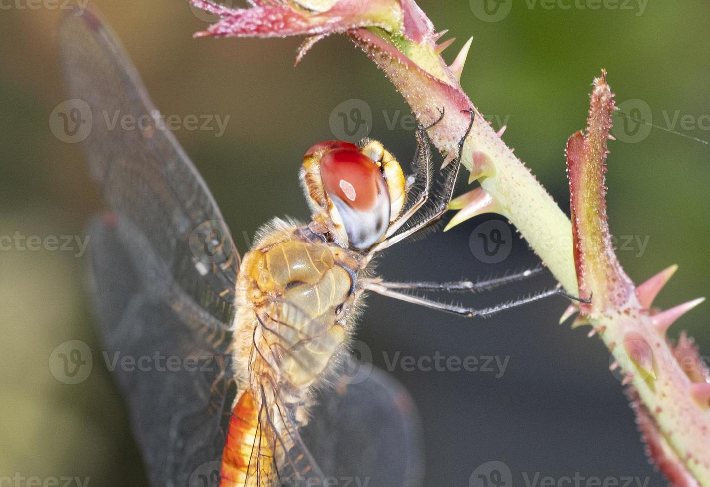 vista lateral belleza macro medio cuerpo libélula cuerpo naranja sosteniendo una rama de rosa. cabeza de círculo de insectos de vida silvestre animal en el jardín foto