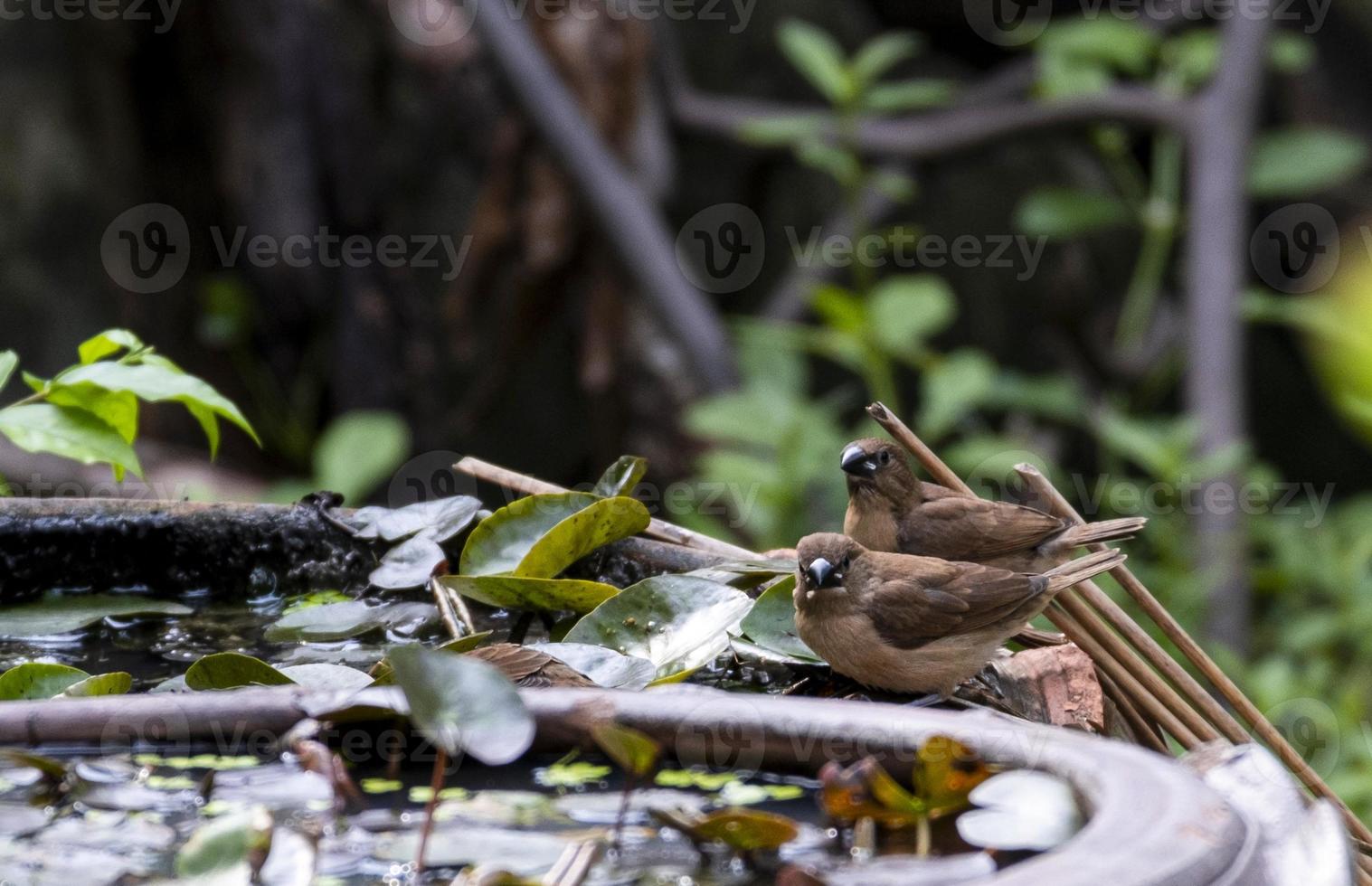 Munia de rabadilla blanca, pájaro pequeño, color marrón en una olla de agua de loto foto