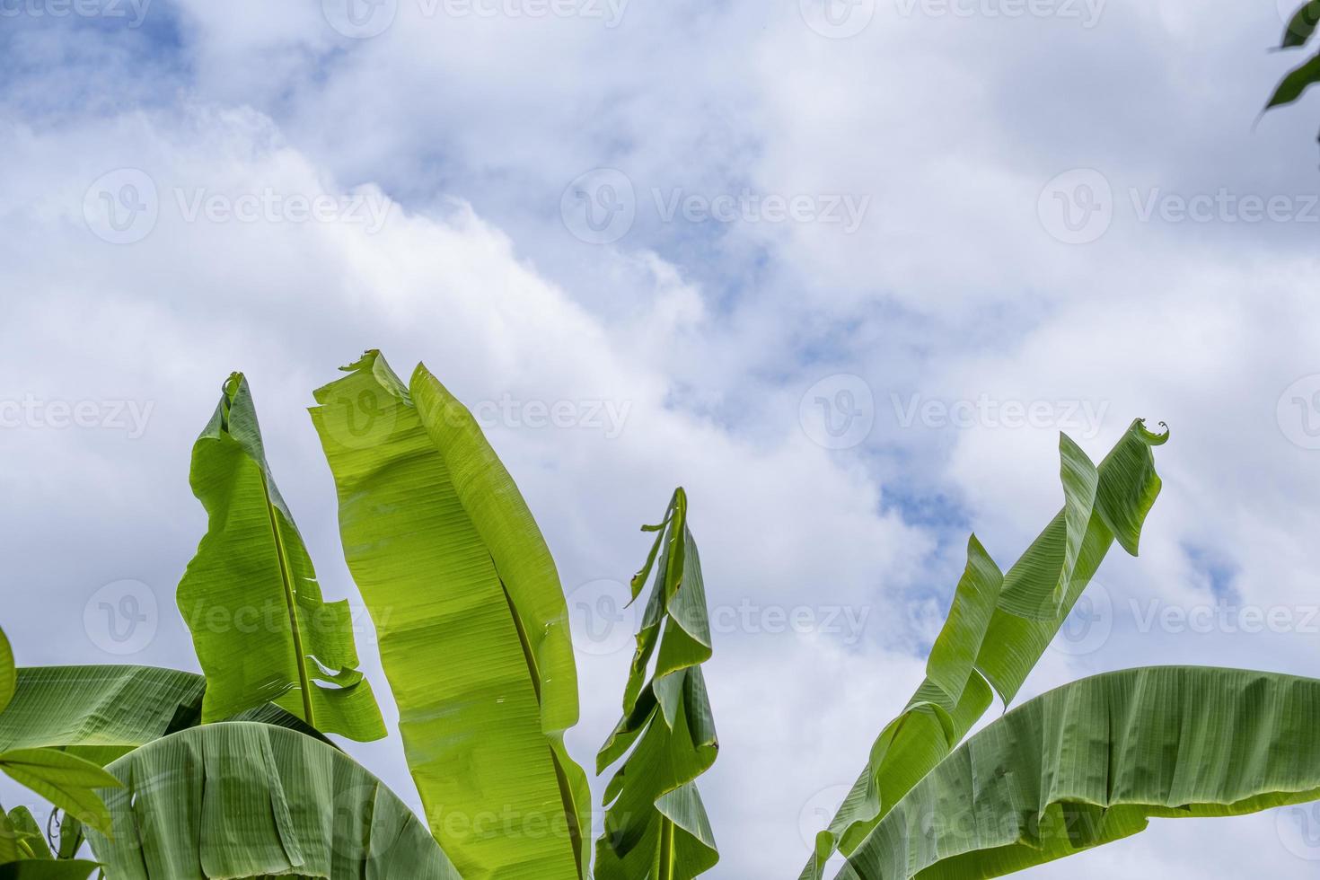 grupo de hojas verdes frescas de plátano grande color. aislado sobre fondo de nubes blancas de cielo azul. foto