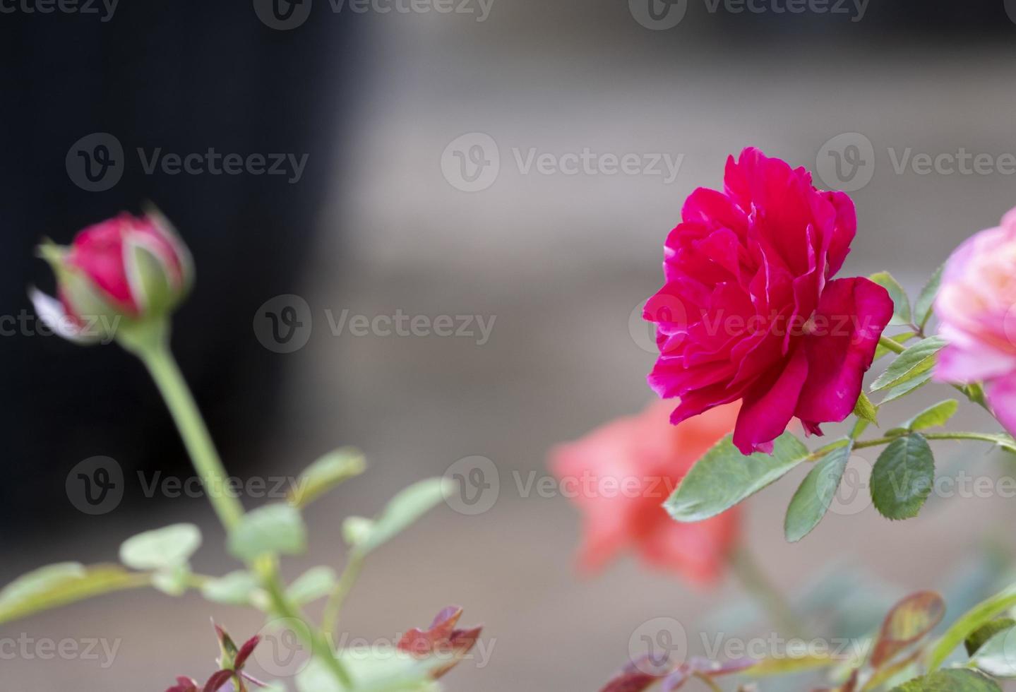 beauty selective focus  soft red rose multi petals abstract shape with green leaves in botany garden. symbol of love in valentine day. soft fragrant aroma flora. photo