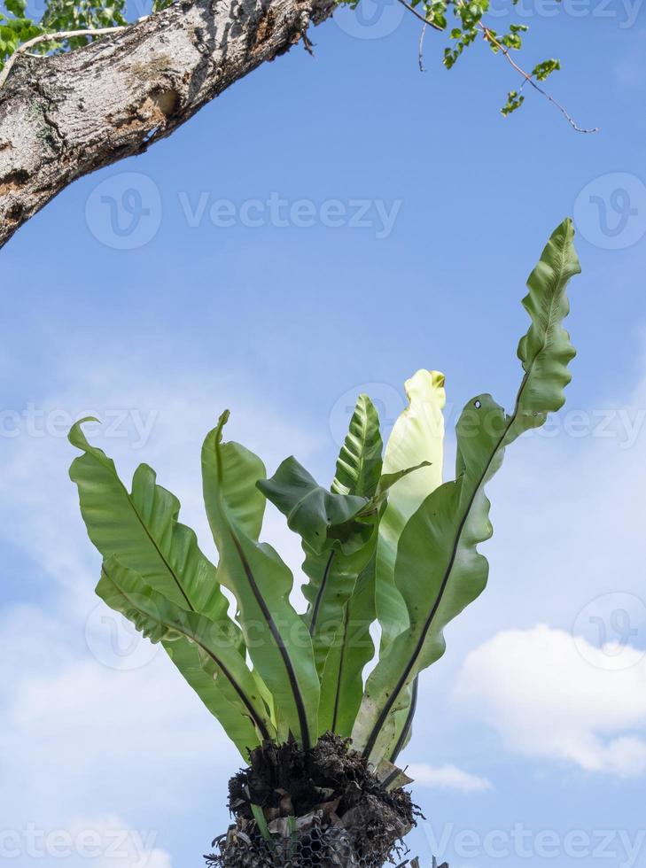 beautiful fresh asplenium nidus green long leaves in pot in blue sky frame. elegance tropical tree  with copy space and big branch. photo