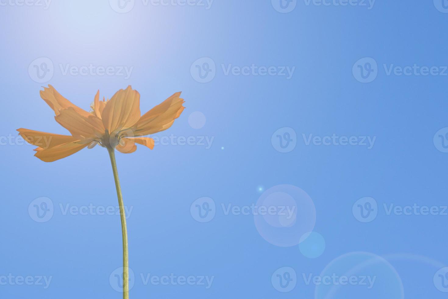 fresh orange cosmos flower tree blooming bottom view with copy space. Isolated on blue sky background in summer day. photo