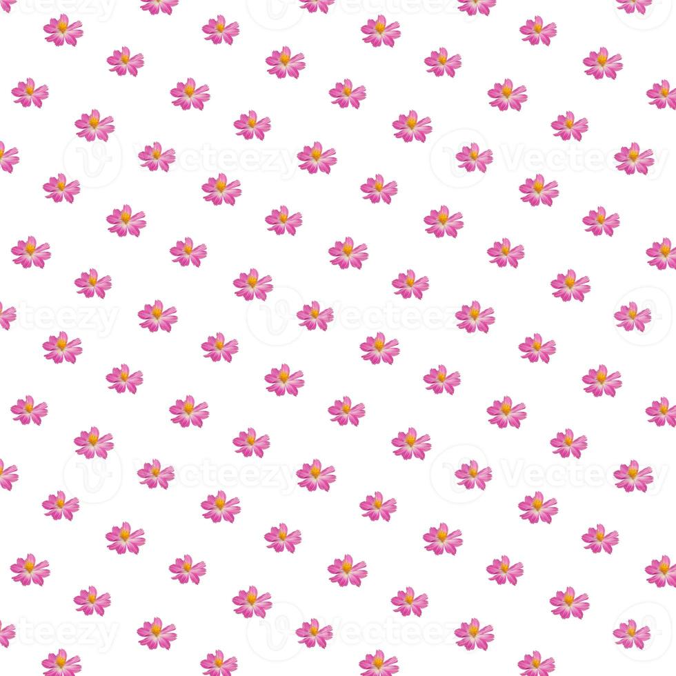 Pink sweet cosmos flower seamless patterns isolated on white background. top view plant bright pattern love theme for gift background. photo