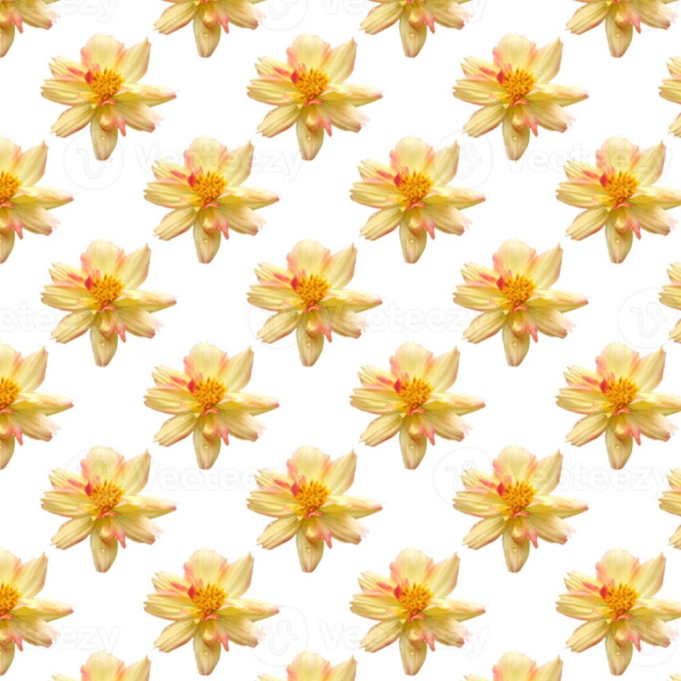 belleza cosmos amarillo fresco flor patrones sin fisuras aislados sobre fondo blanco. vista superior floral brillante patrón amor tema foto