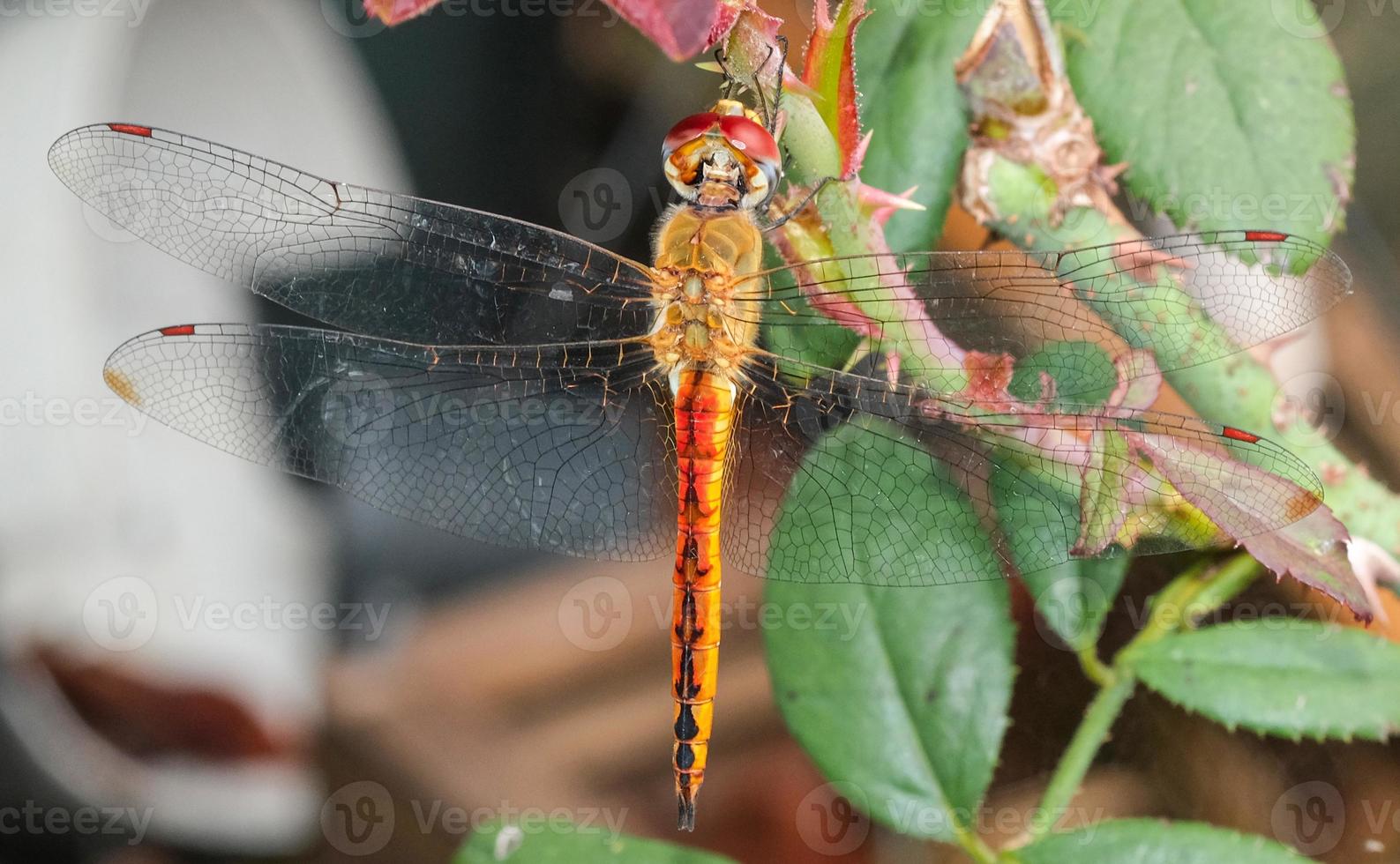 Top view beauty macro wing texture dragonfly orange body holding on rose branch. animal wildlife insect circle head in garden photo