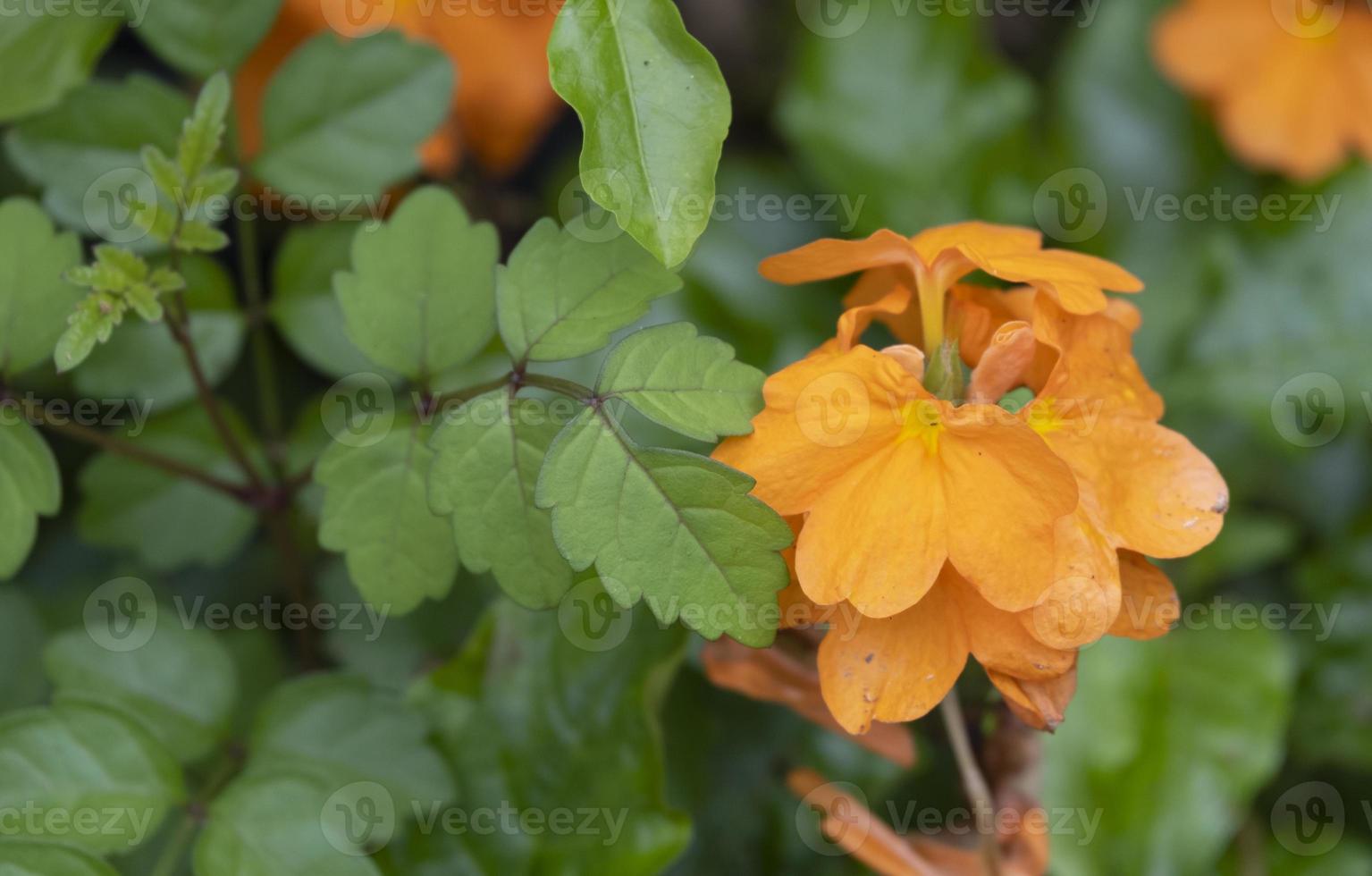 fresh layer petal blooming orange flower abstract shape with green leaf in botany garden. photo