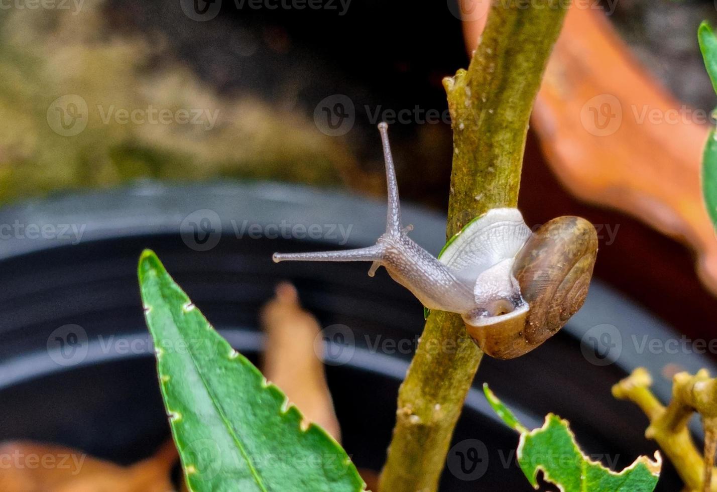 small snail gastropod crawl on tree for eat plant. roll shell animal destroy green leaves. photo