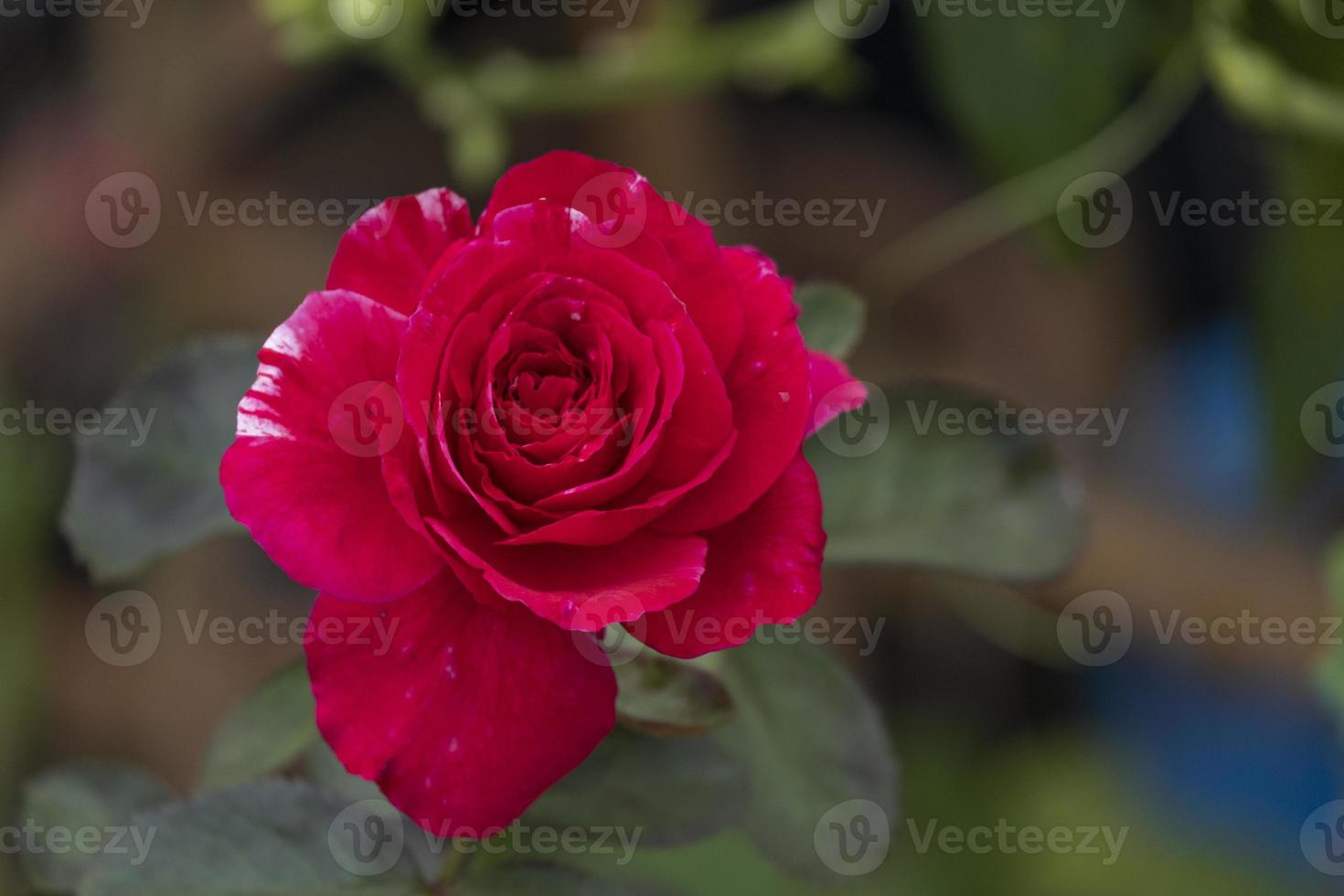 beauty topview soft red rose multi petals abstract shape with green leaves in botany garden. symbol of love in valentine day. soft fragrant aroma flora. photo