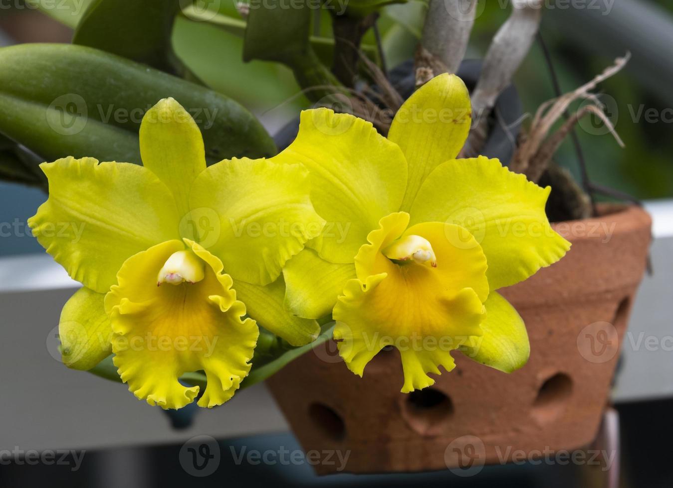 front view beauty fresh yellow Daffodil flower with green leaves hanging in ceramic pot. photo