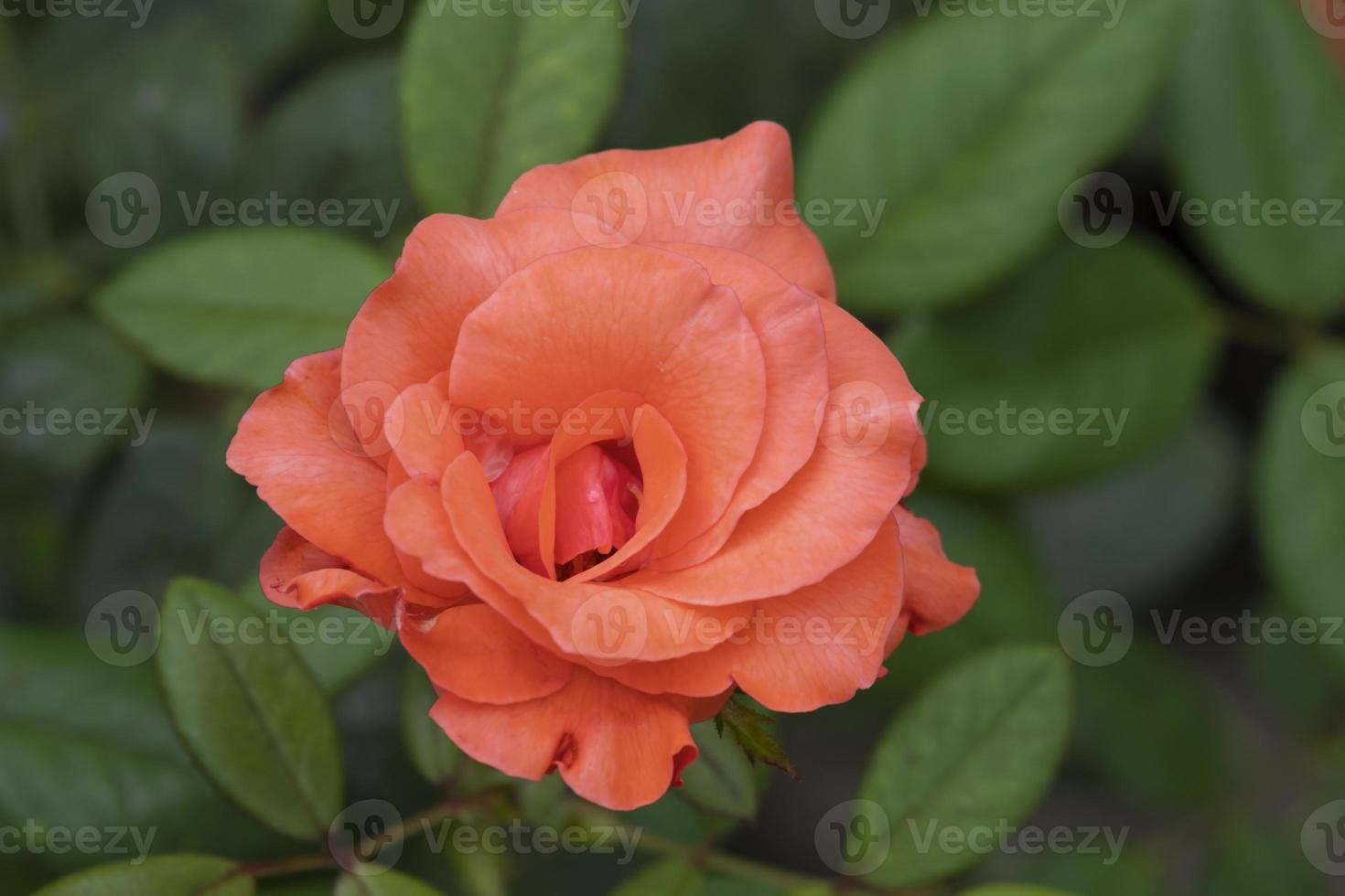 Top view beauty soft pink rose yellow pollen. abstract shape with green leaves in botany garden. symbol of love in valentine day. soft fragrant aroma flora. photo
