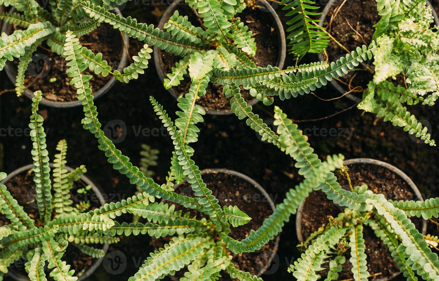 close up of fern at greenhouse. floral background photo