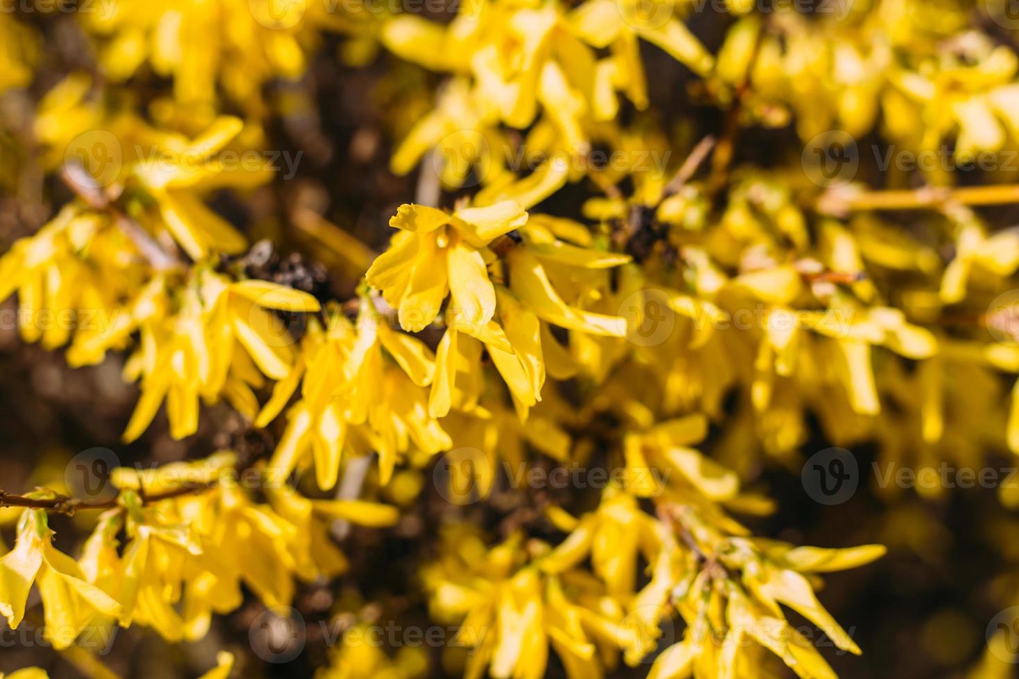Large bush of yellow flowers of Forsythia plant or Easter tree, in a garden in a sunny spring day photo