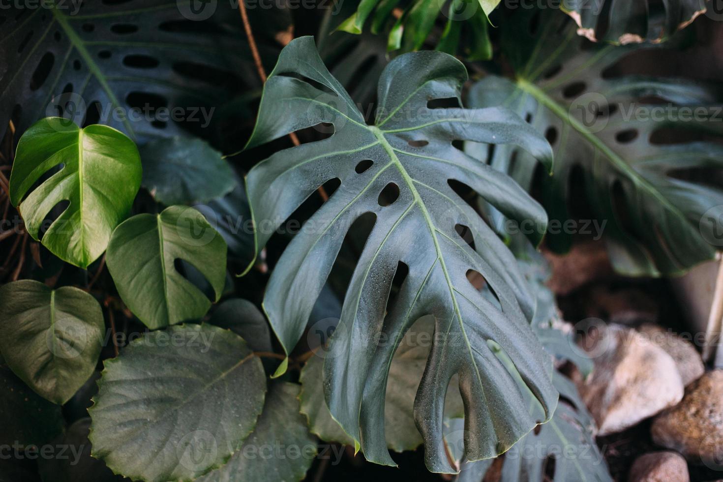Monstera green leaves or Monstera Deliciosa, background or green leafy tropical forest patterns. photo