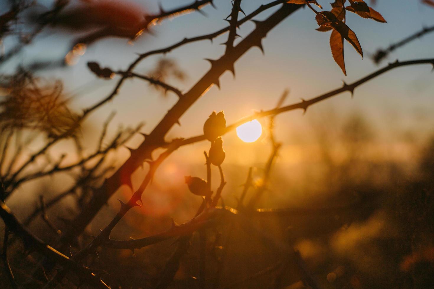 Sun in the branches and clouds at colorful sunrise photo