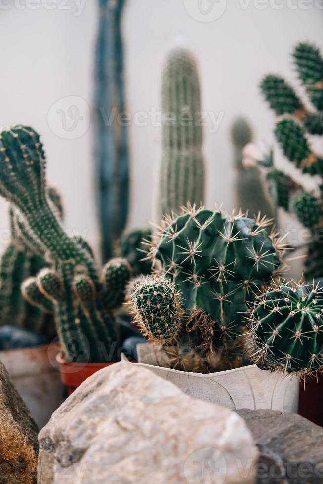 Big cactus in the pots. Funny cactus for home decoration. 7883657 Stock  Photo at Vecteezy