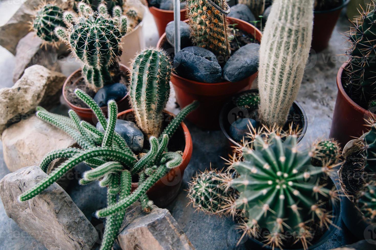 grandes cactus en las macetas. divertidos cactus para la decoración del  hogar. 7883675 Foto de stock en Vecteezy