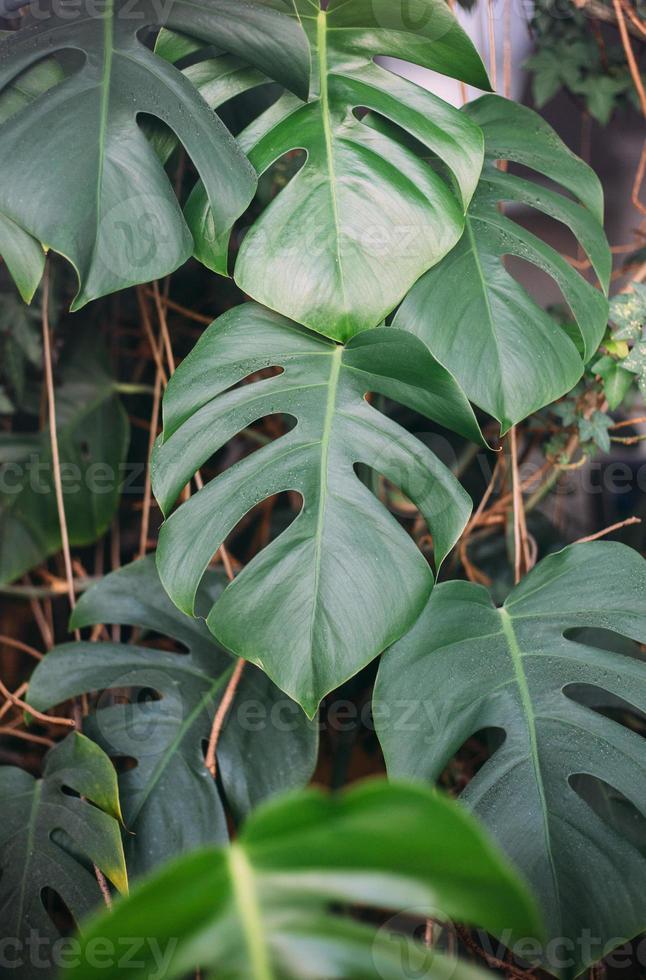 Monstera green leaves or Monstera Deliciosa, background or green leafy tropical forest patterns. photo