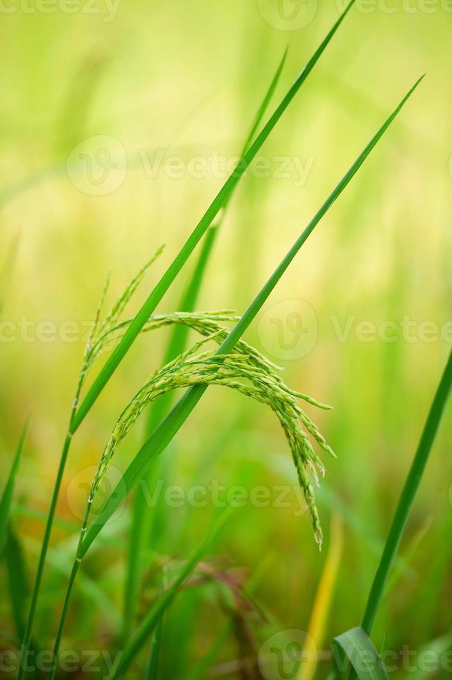 planta de arroz, la cabeza de arroz que está produciendo alimentos y harina. plantas de arroz verde en los campos de los agricultores que cultivan arroz para alimentos y distribuyen. foto
