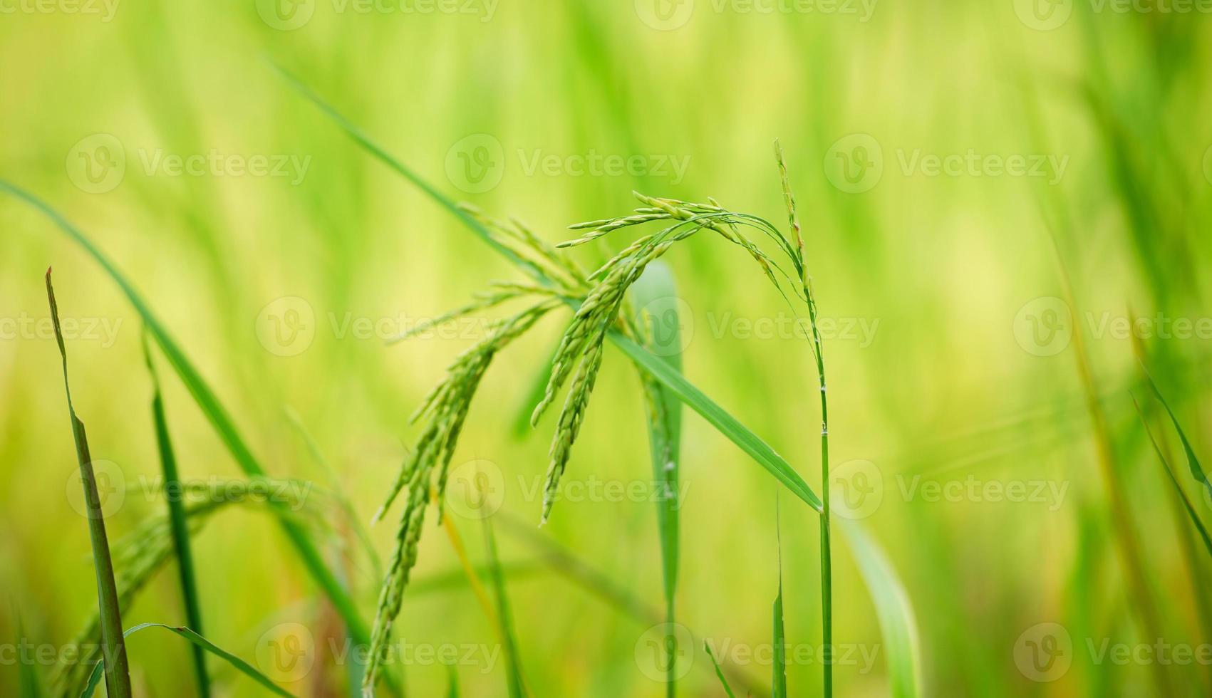 Rice plant, the head of rice that is producing food and flour. Green rice plants in the fields of farmers who grow rice for food and distribute. photo