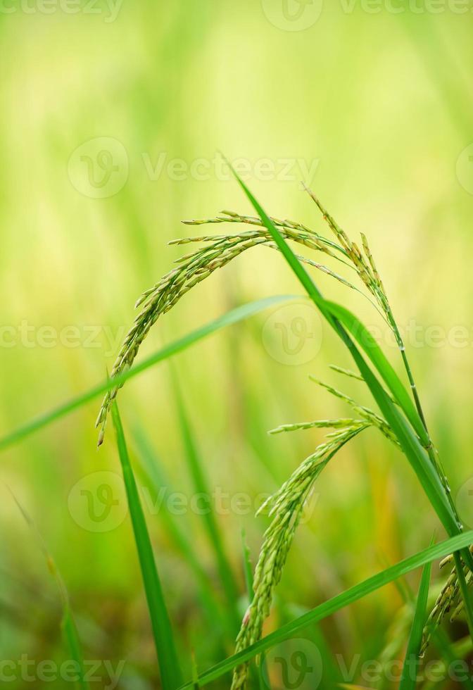 Rice plant, the head of rice that is producing food and flour. Green rice plants in the fields of farmers who grow rice for food and distribute. photo